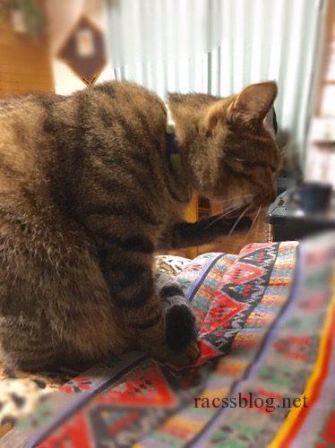 猫の毛づくろいには6つの意味があります 毛づくろいをサボりがちなうちの猫の動画あり Racssblog 猫の毛づくろいには6つの意味があります 毛づくろいをサボりがちなうちの猫の動画あり Racssblog