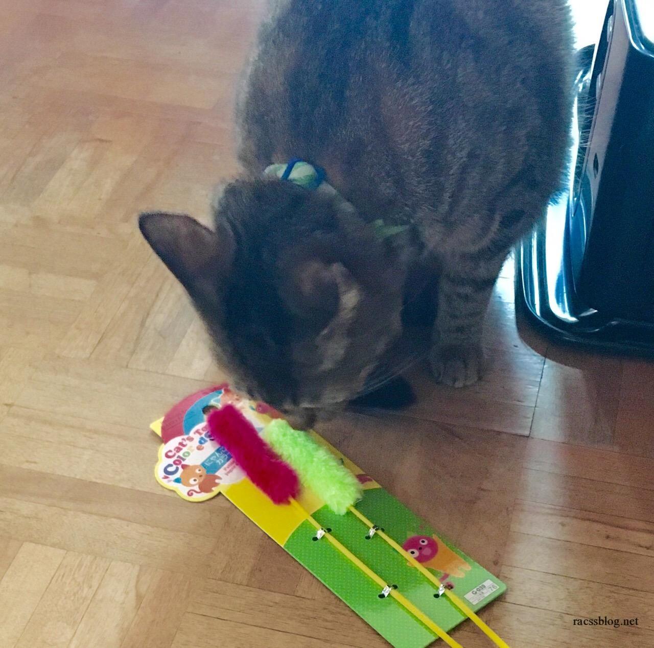 猫が喜ぶ手作りおもちゃの簡単アイデア 家にあるもので作ってあげよう Racssblog