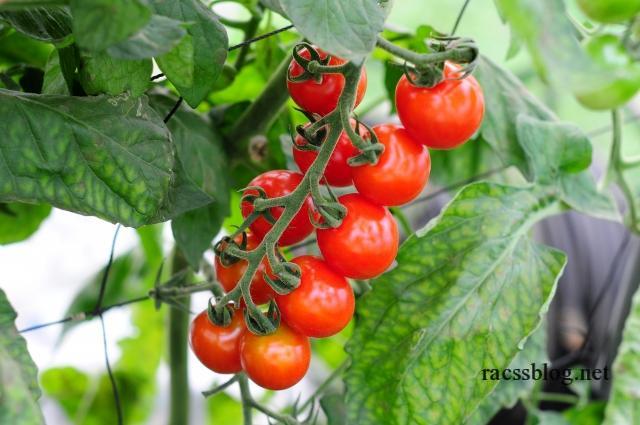 ミニトマトの育て方 北海道では植える時期と風よけがポイント Racssblog