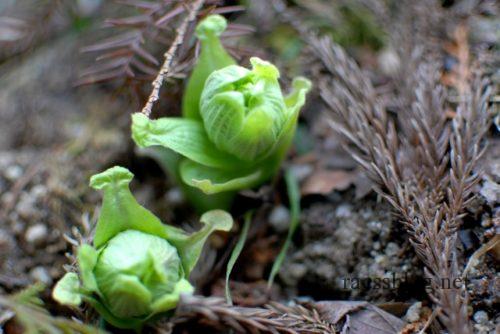 ふきのとう味噌 ばっけ味噌 の作り方とアレンジレシピ Racssblog