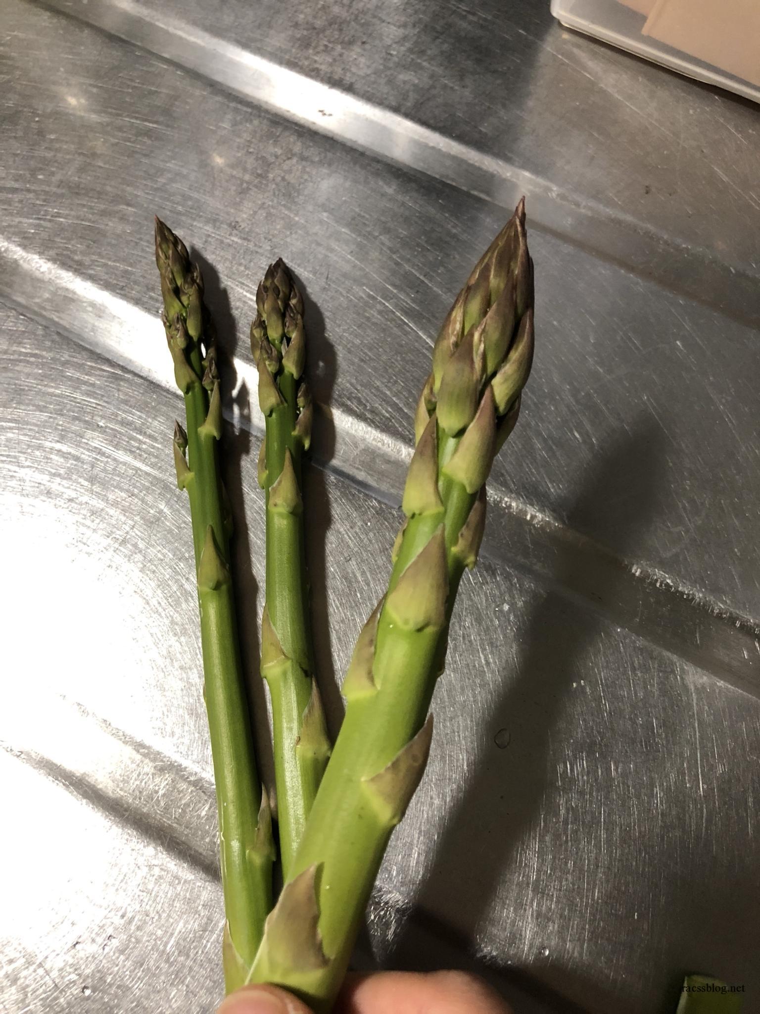 5月の北海道は気温が上がるのをじっと待つ ウドとアスパラ収穫期 18年 Racssblog 5月の北海道は気温が上がるのをじっと待つ ウドとアスパラ収穫期 18年 Racssblog