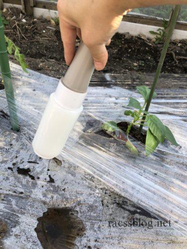 家庭菜園 苗の風よけに梱包用ラップを使うと大きさが自由で便利 苗ガード Racssblog