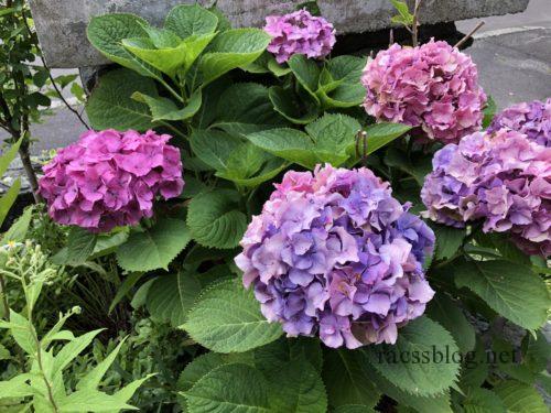 我が家の紫陽花がドライフラワーになるまで｜北海道の庭 | racssblog