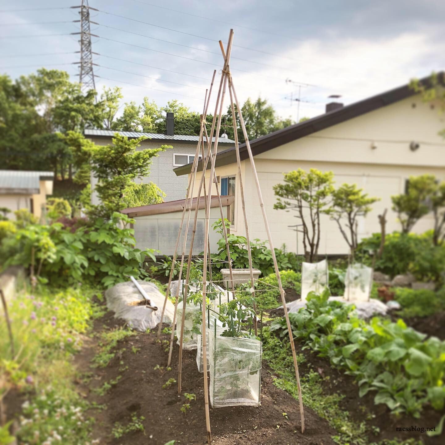 春まきのほうれん草とカブ プチトマト支柱立て 19年6月の家庭菜園 Racssblog