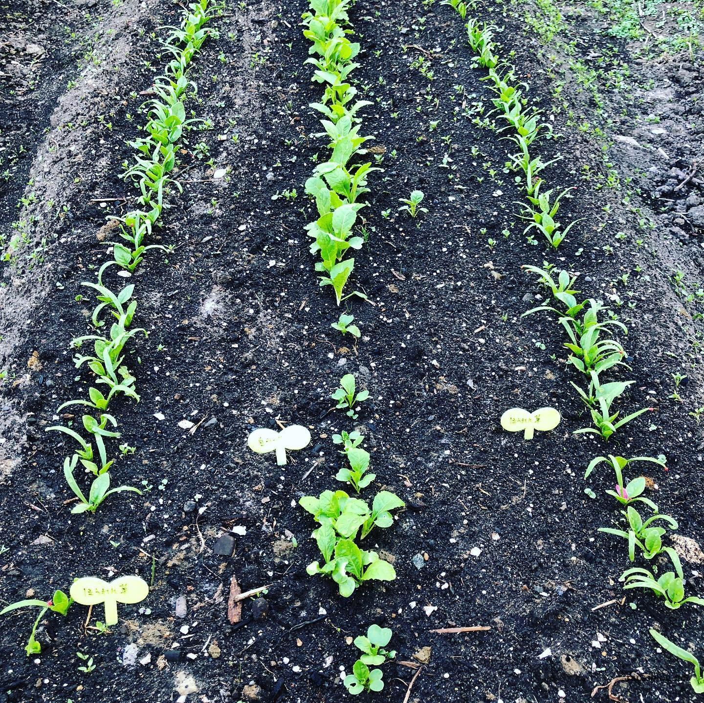 北海道の家庭菜園4月に植えられる野菜とは Racssblog