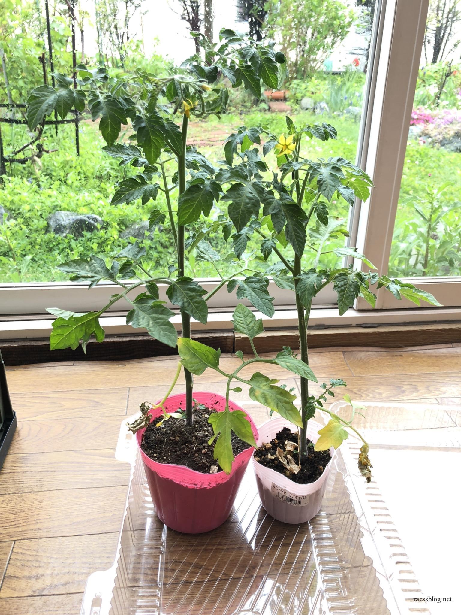北海道の家庭菜園 ミニトマト苗を脇芽から増やす方法 Racssblog
