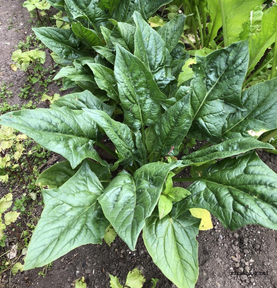 北海道の家庭菜園 春まきほうれん草の育て方 とう立ちの遅い品種とコツ Racssblog 北海道の家庭菜園 春まきほうれん草の育て方 とう立ちの遅い品種とコツ Racssblog