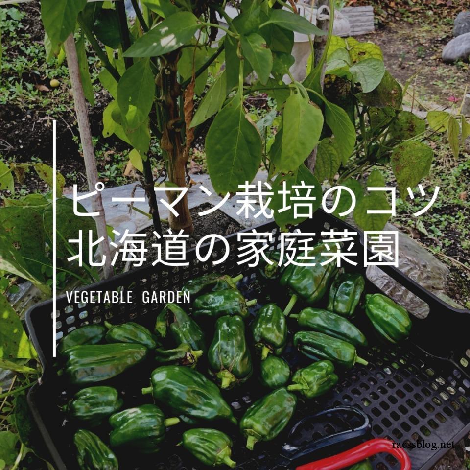 北海道のピーマンの育て方 栽培のコツは6月に植えること Racssblog