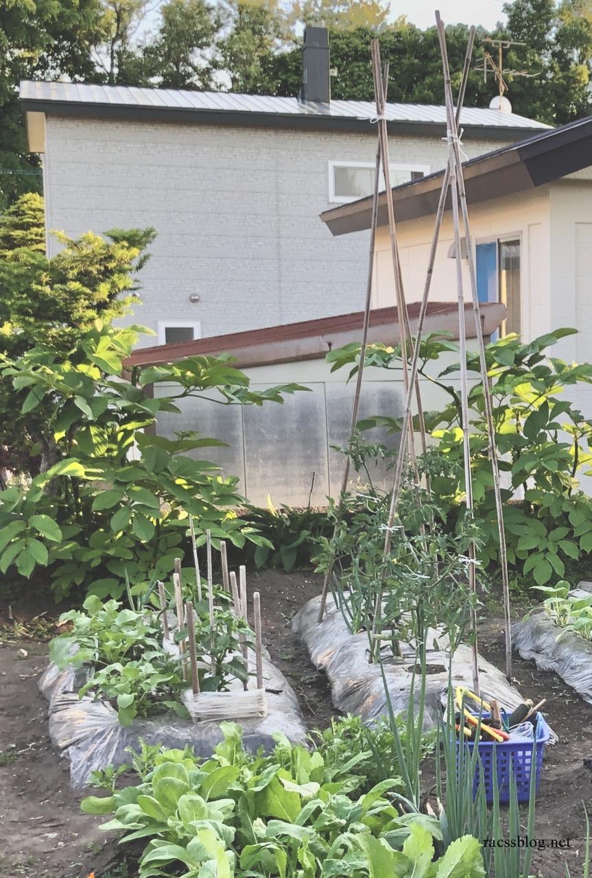 今日の菜園6 12 トマト支柱 きゅうりネット設置 Racssblog